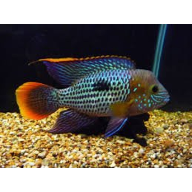Gold Saum Green Terror Cichlid - Large