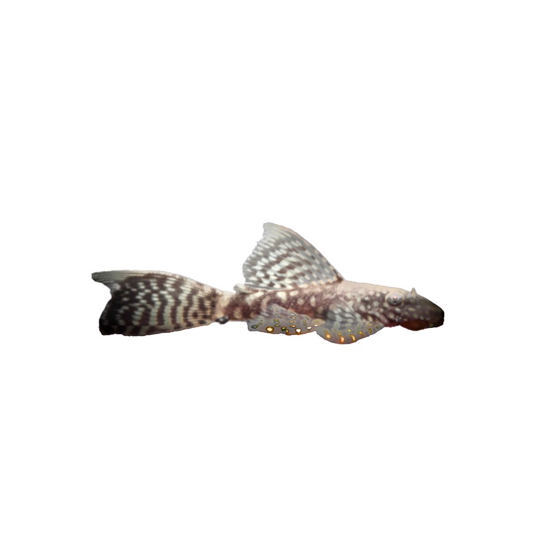 Longfin Bristlenose - Small