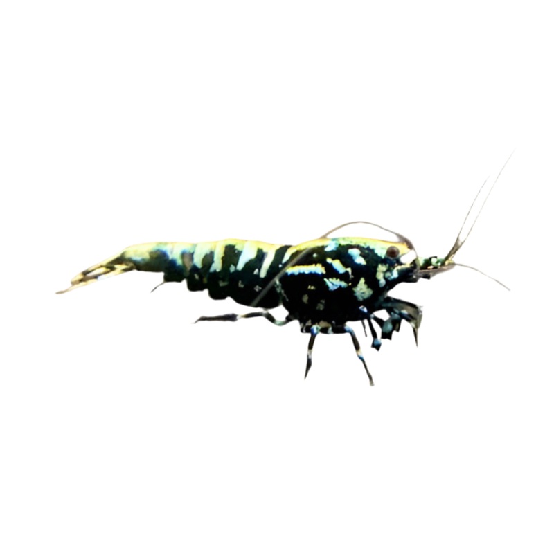 Shrimp - Galaxy Pinto