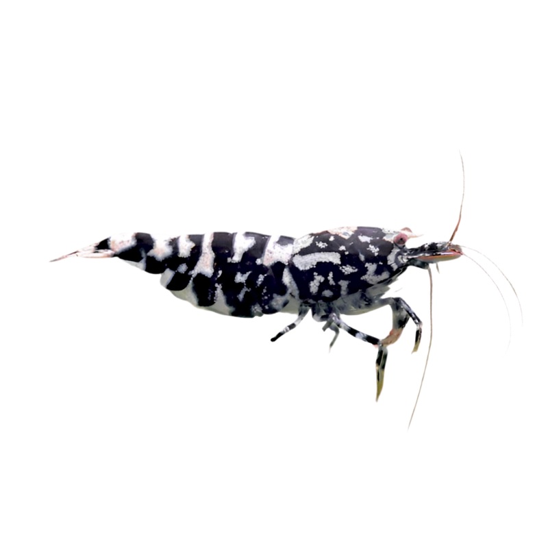 Shrimp - Galaxy Tiger Pinto (Black)