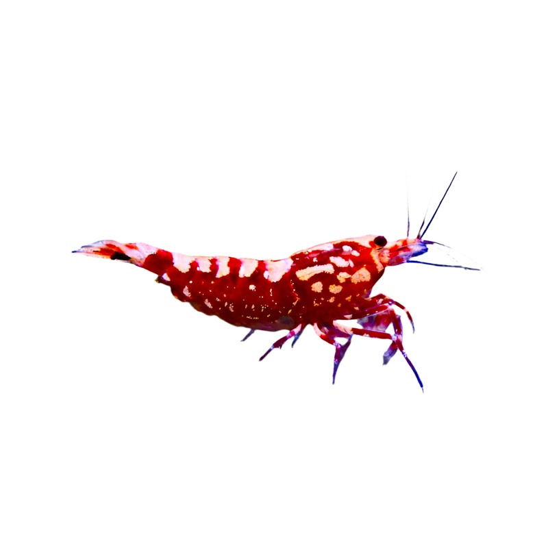 Shrimp - Galaxy Tiger Pinto             (Red)