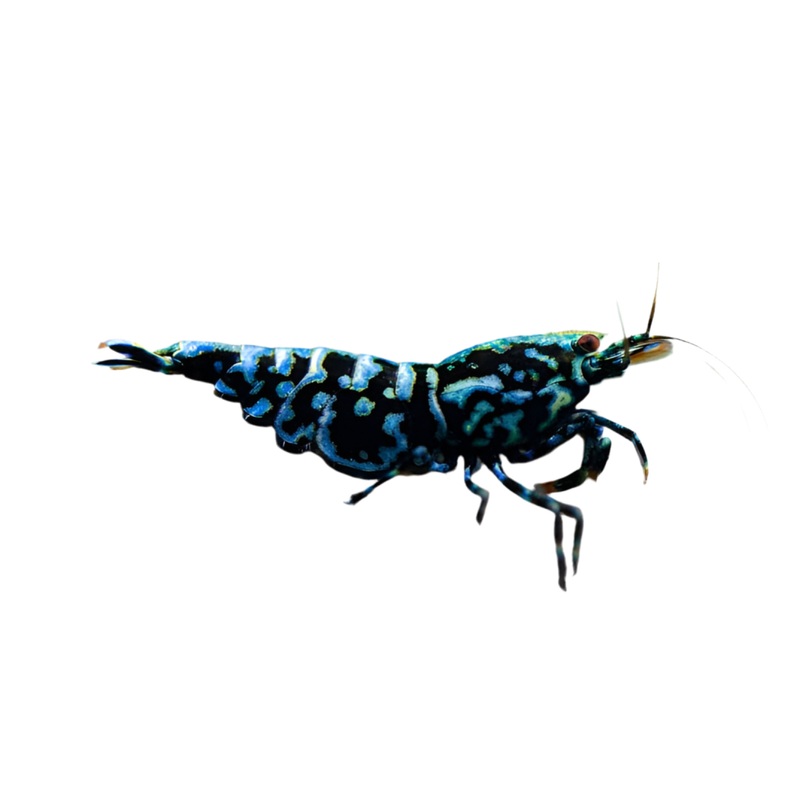 Shrimp - Snowflake Pinto
