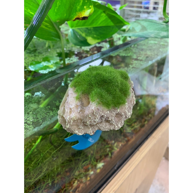 Aqua Della - Moss Stone with Suction Cup - Small