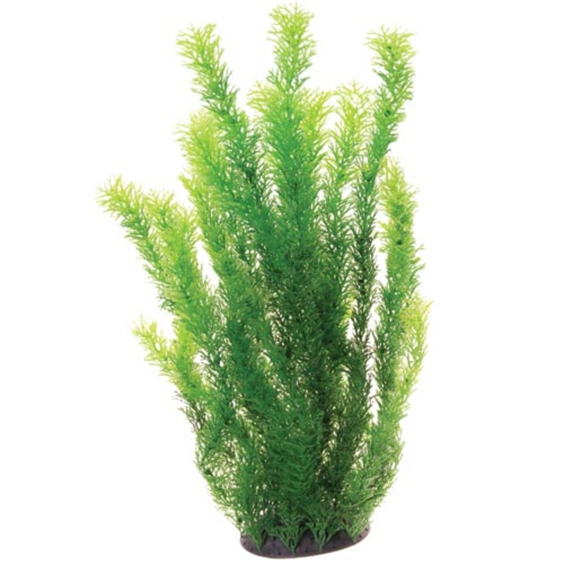Cabomba - 20" - Plant