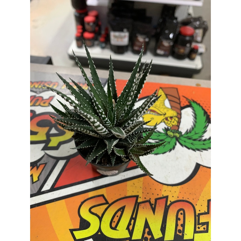 Live Little Zebra Plant  (Haworthia subfasciata)
