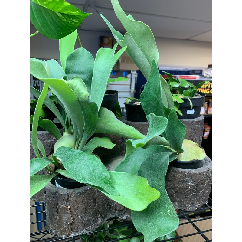 Live Staghorn Fern  (Platycerium bifurcatum)