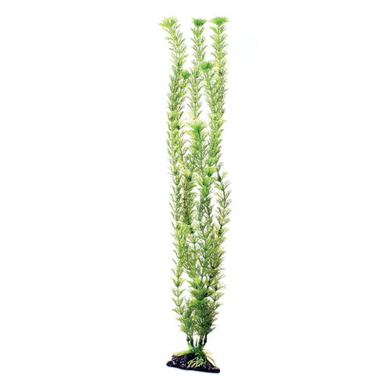 Green Cabomba - 20" - Plant