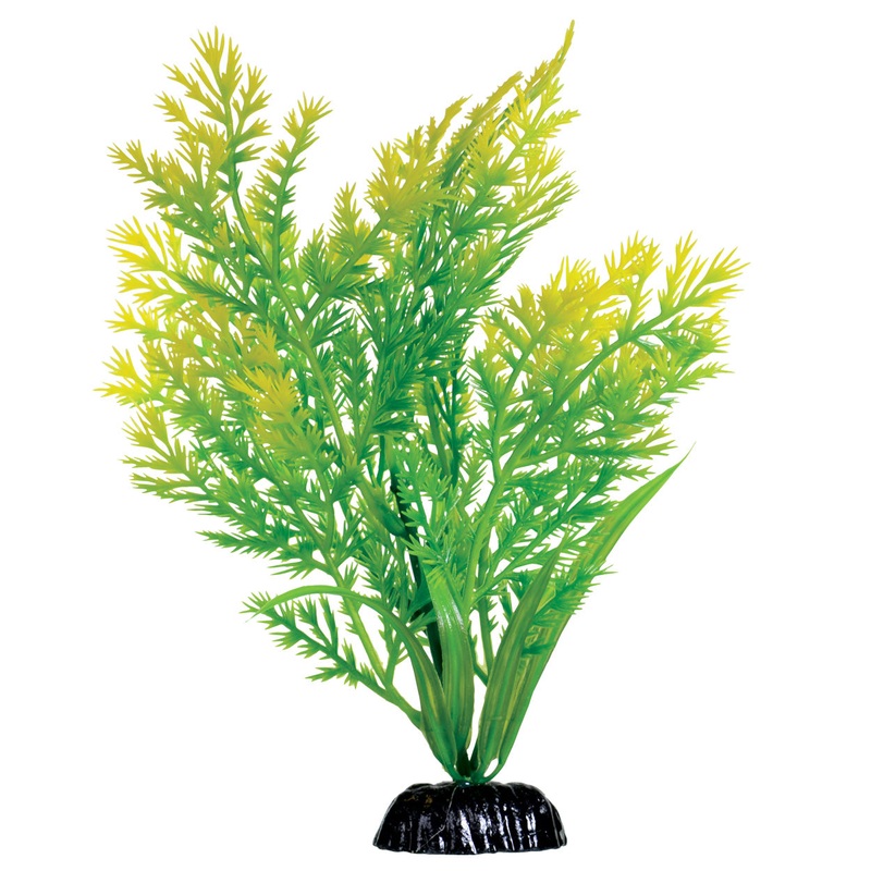Water Violet - 8"