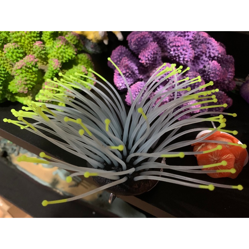 Anemone YELLOW TIP Glow in the dark SPORN