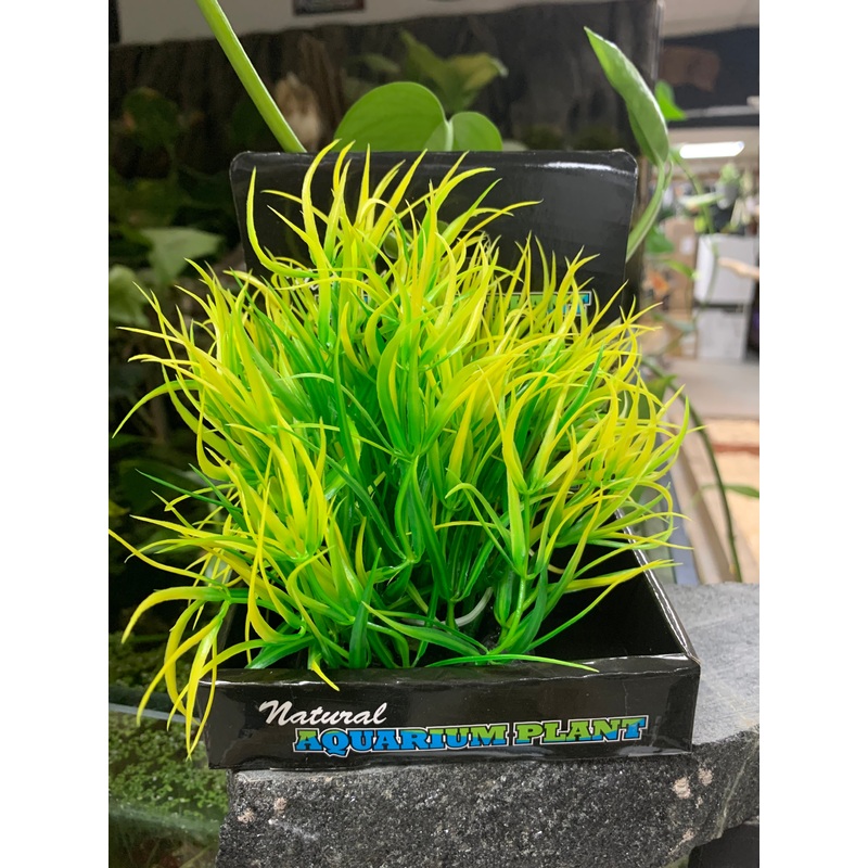Lemon Grass - 6"