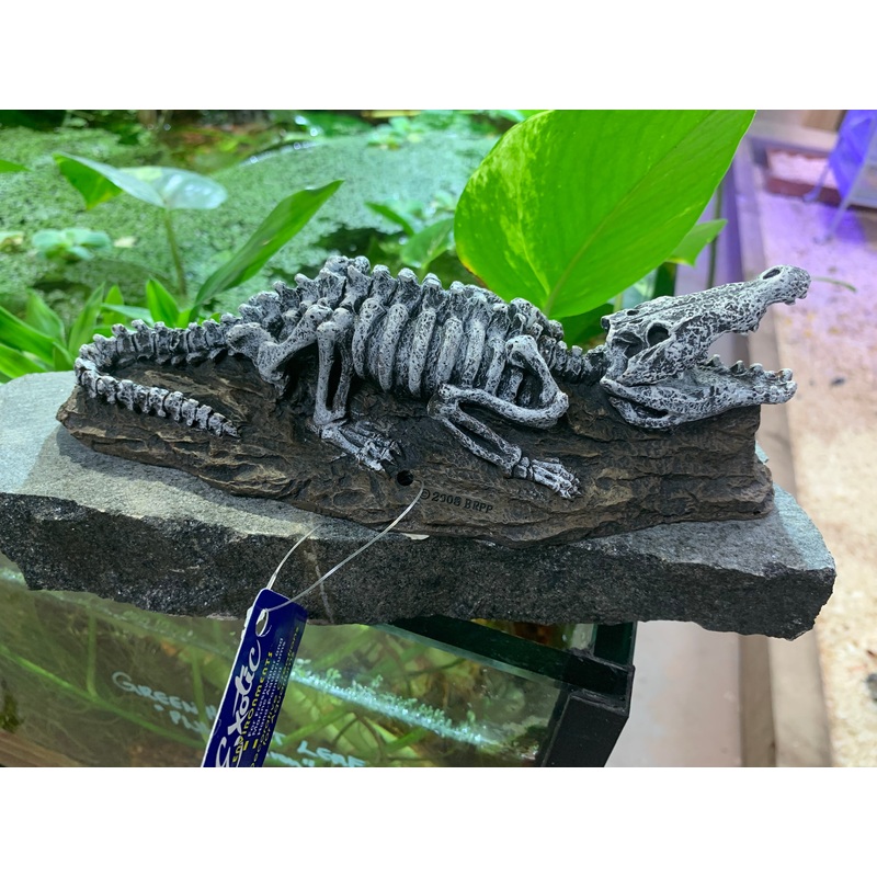 Blue Ribbon EXOTIC ENVIROMENTS Fossil Finds CROCODILE SKELETON