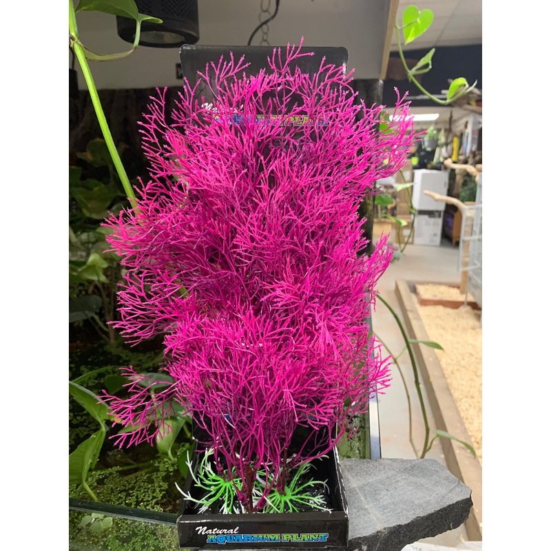 Fuscia Fern - 14"