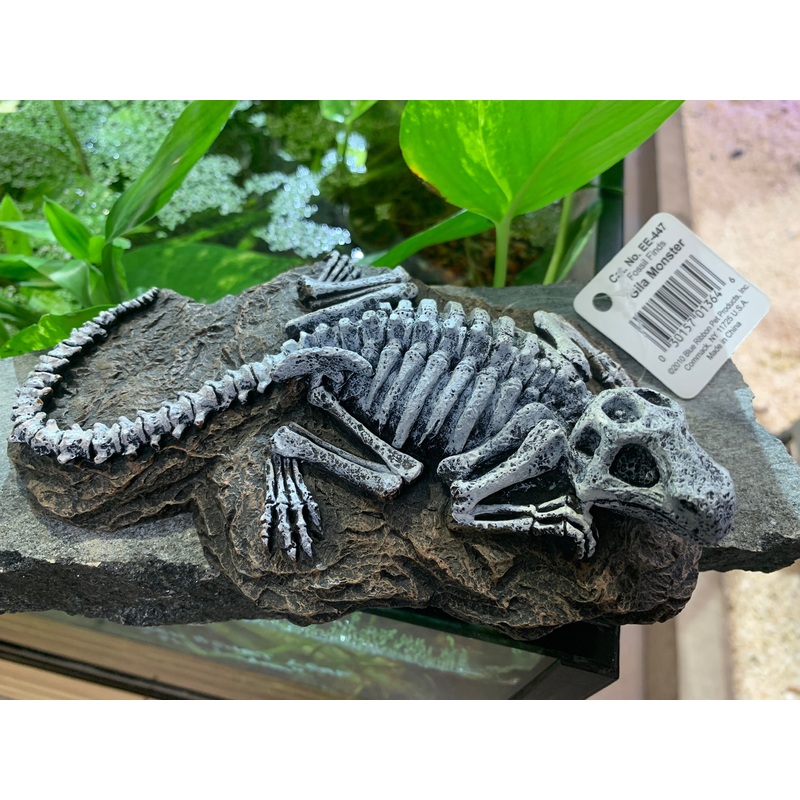Blue Ribbon EXOTIC ENVIROMENTS Fossil Finds GILA MONSTER SKELETON