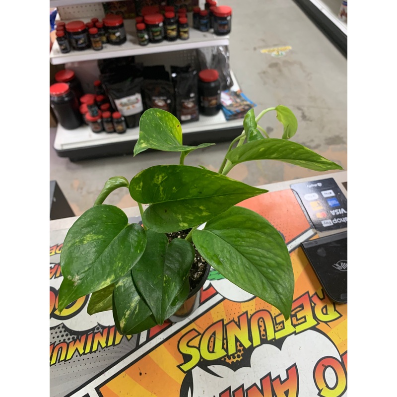 Live Pothos Plant (Epipremnum aureum )