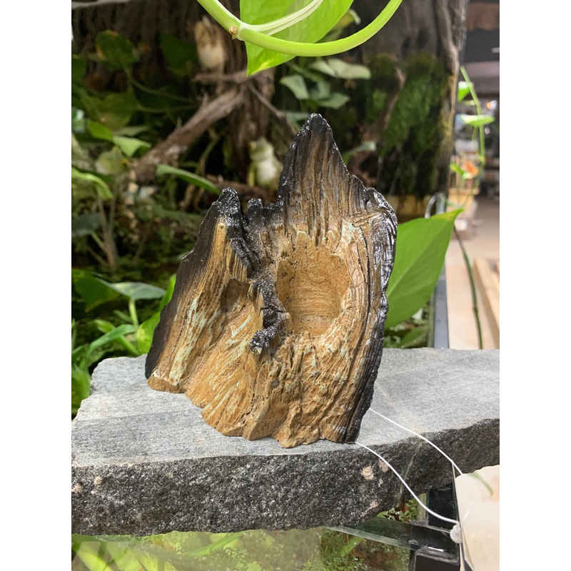 Avant Water Wood Aquarium / Reptile Driftwood Ornament small