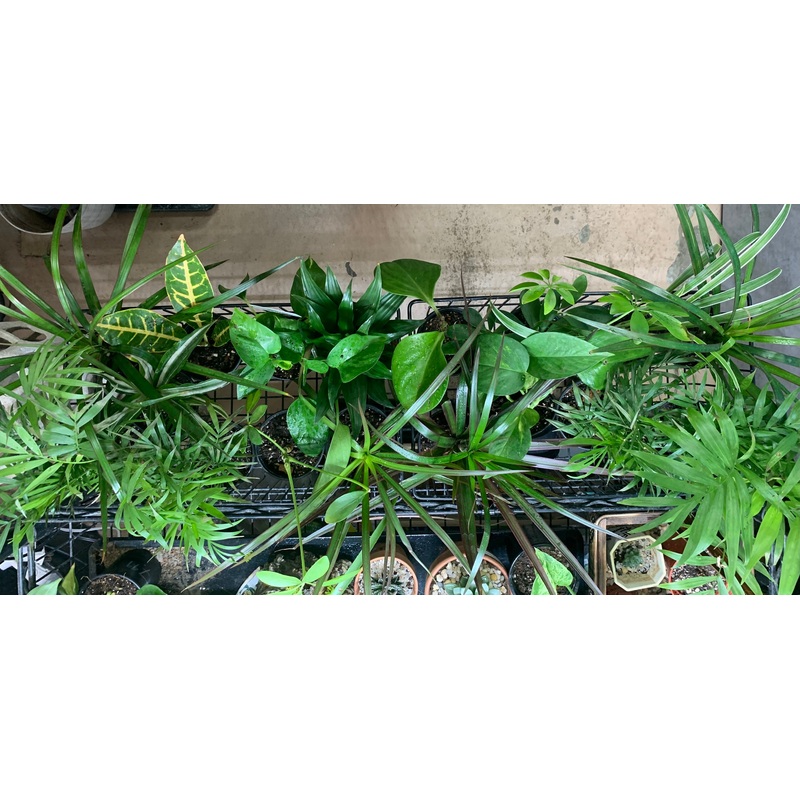 Live Assorted Tropical Plants $7.99 EACH