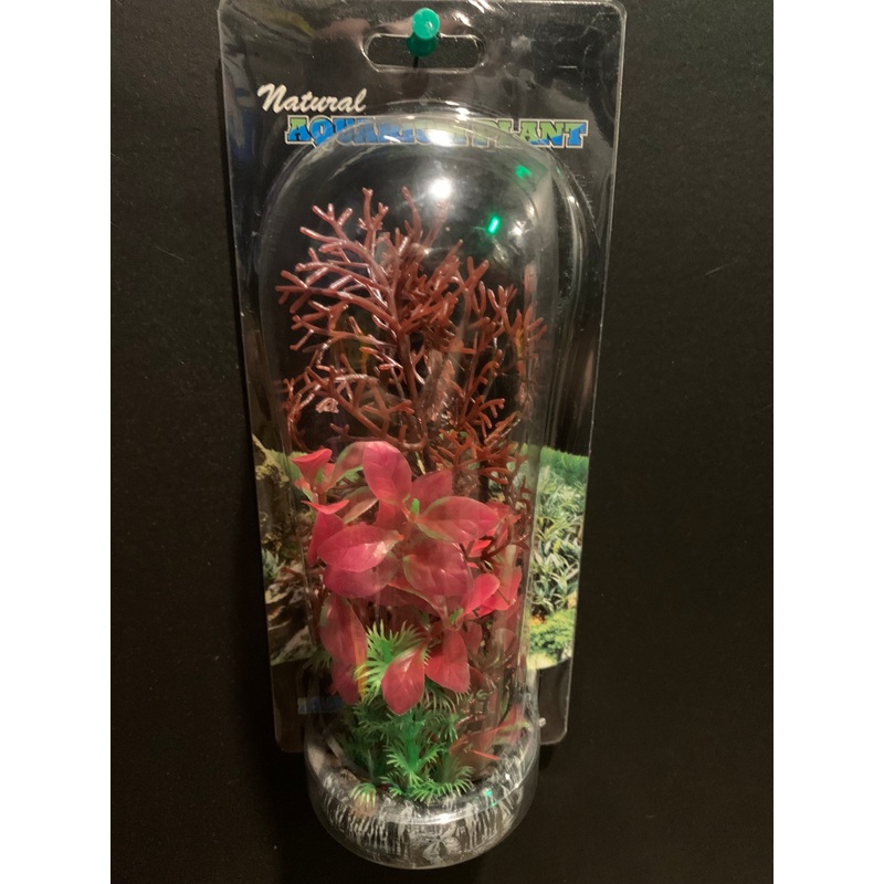 Assorted Freshwater Plant mounted on stone 8"