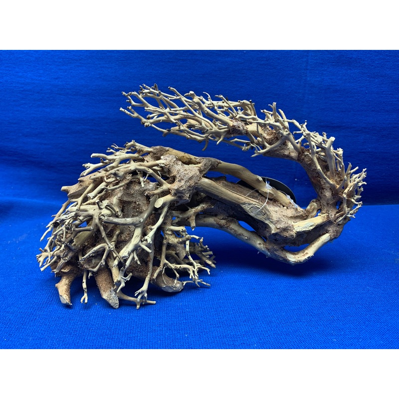 Dragon Bonsai Wood Left - Small  10" x 3" x 6"