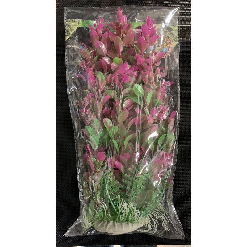 Pink Tipped Cardamine - 12"