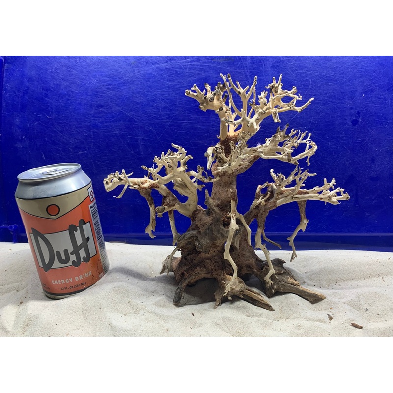 Dragon Bonsai Wood  2 - Small  8.5" x 3.5" x 8.5"