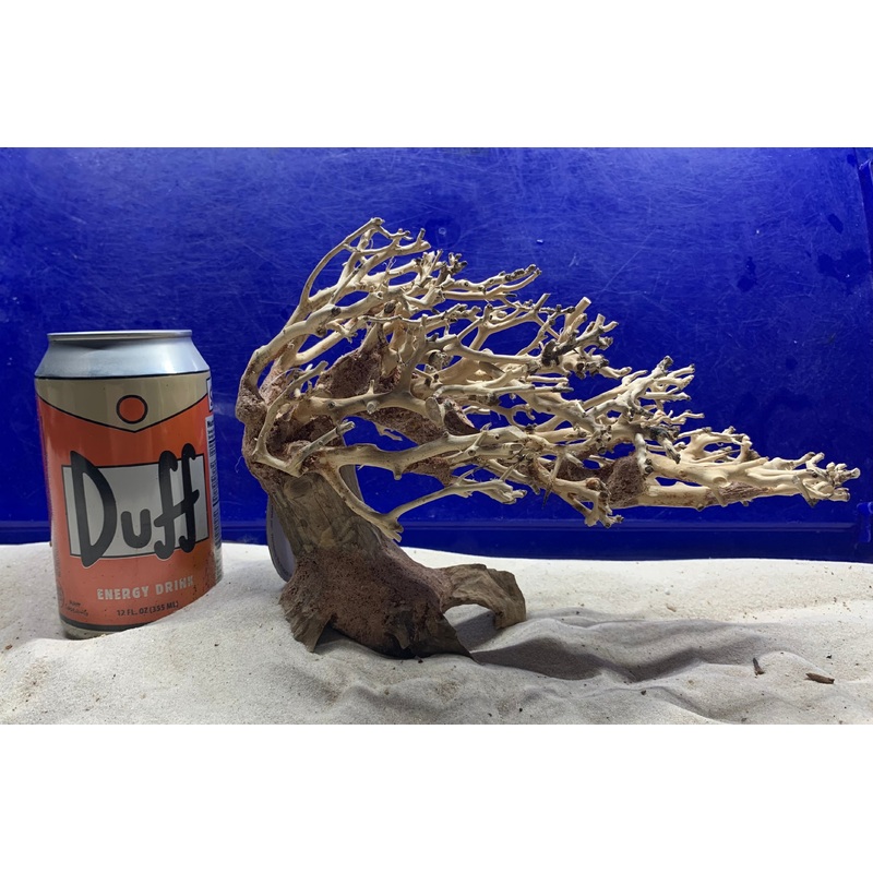 Dragon Bonsai Wood  - Small  9" x 4" x 7"