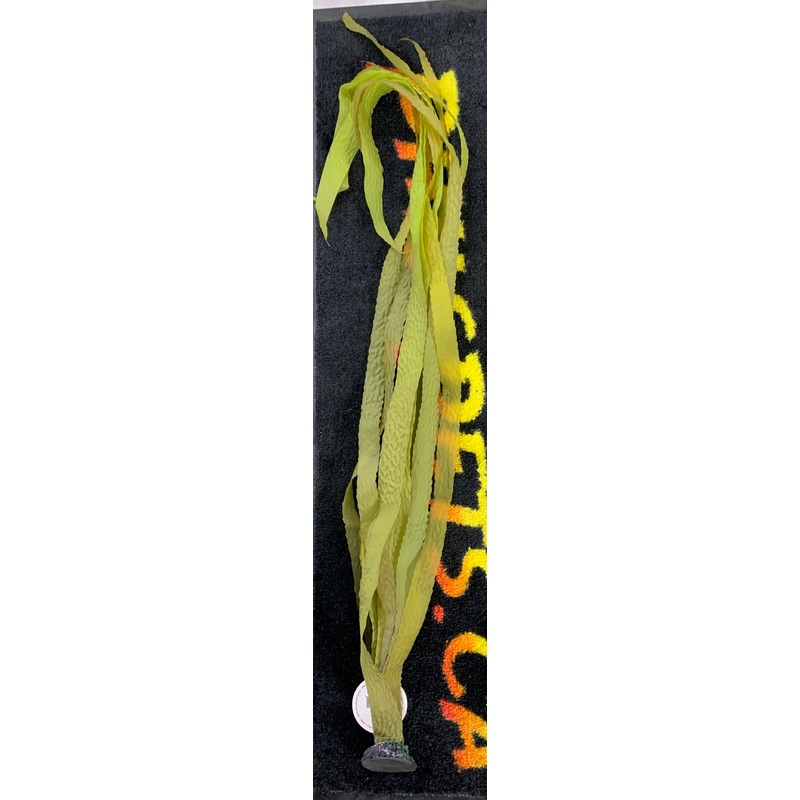 Giant Goldenrod Yellow Saltwater Kelp - 36"