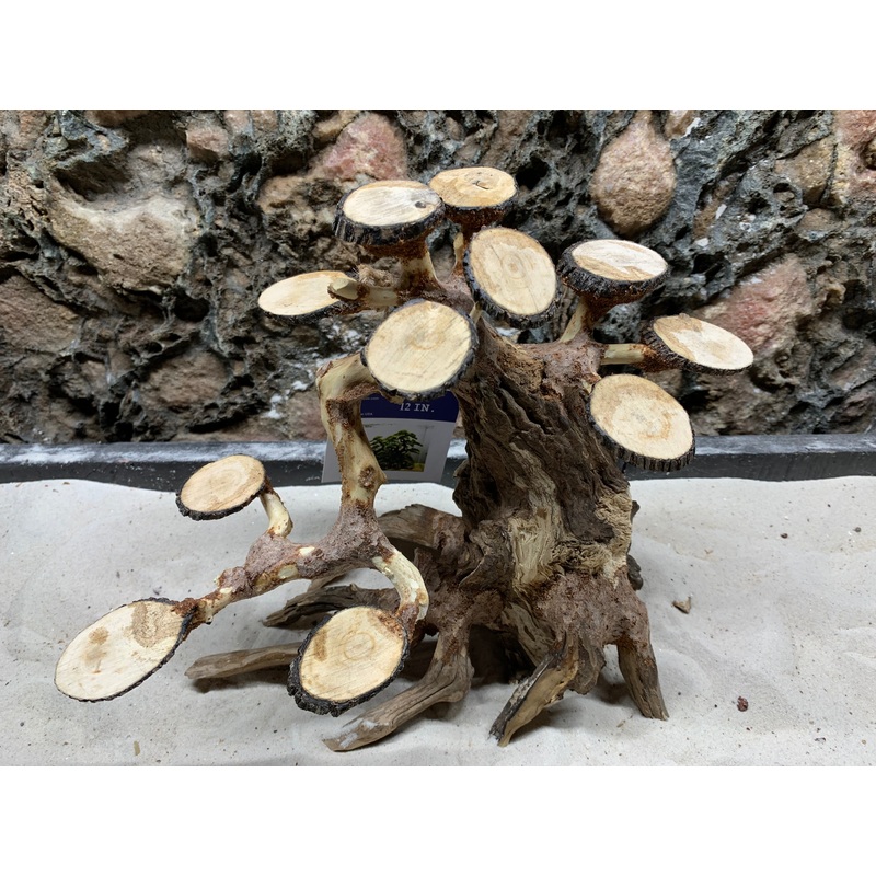 AQUAGLOBE RAINFOREST WOOD, SHOW PIECE 12"