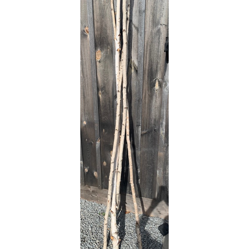 Birch Wood Pole 8 to 9 feet tall - MAY NOT SHIP PLEASE INQUIRE