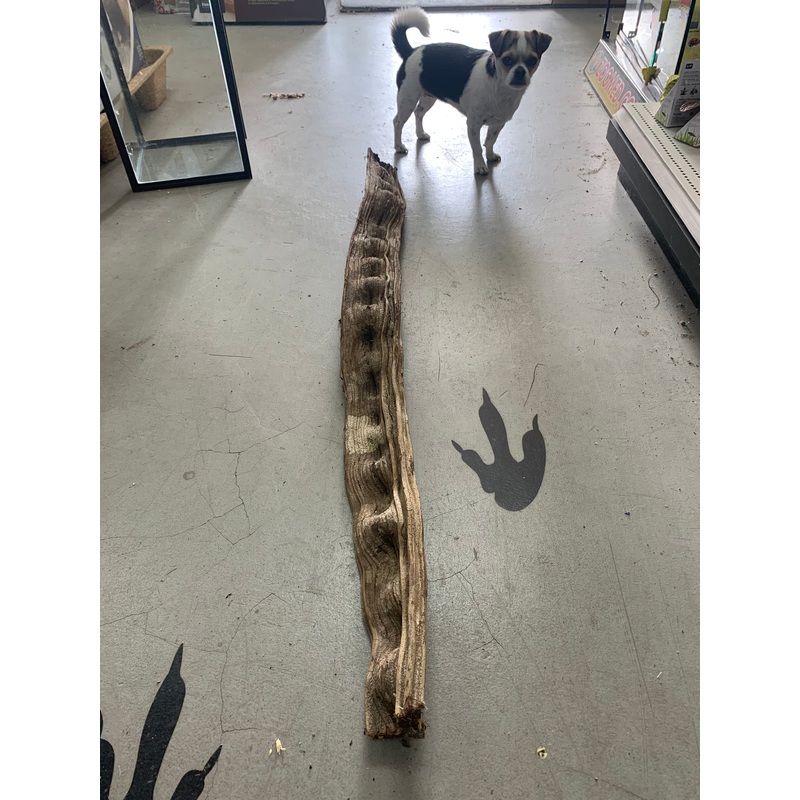 Escada (Thick)- 48" Length (Heavy/Wide Vine) - MAY NOT SHIP PLEASE INQUIRE
