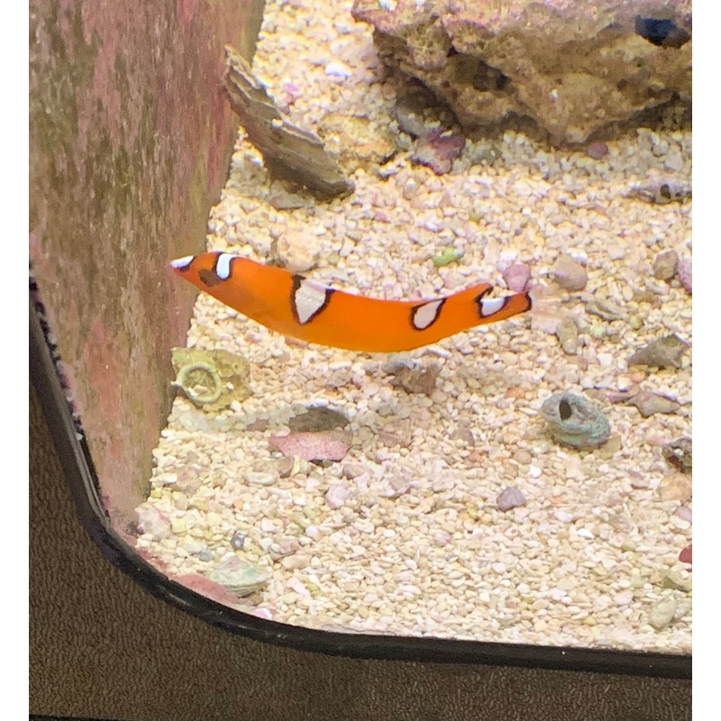 Red Coris Wrasse (Juvenile) - (Coris gaimard) - Yellowtail Coris