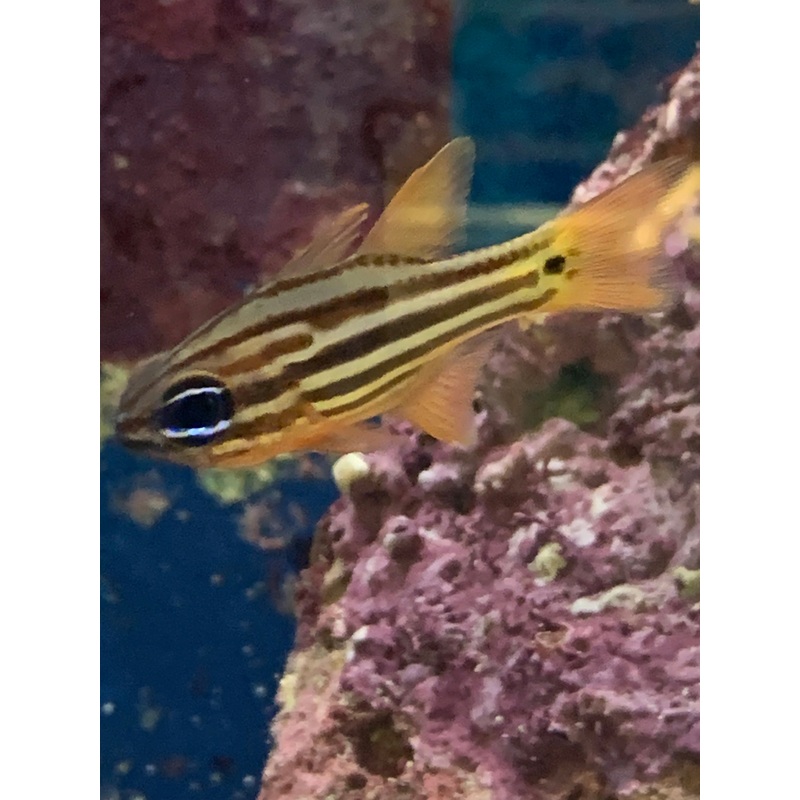 Saltwater Blue Eye Candy Cane Cardinal (Apogon compressus)