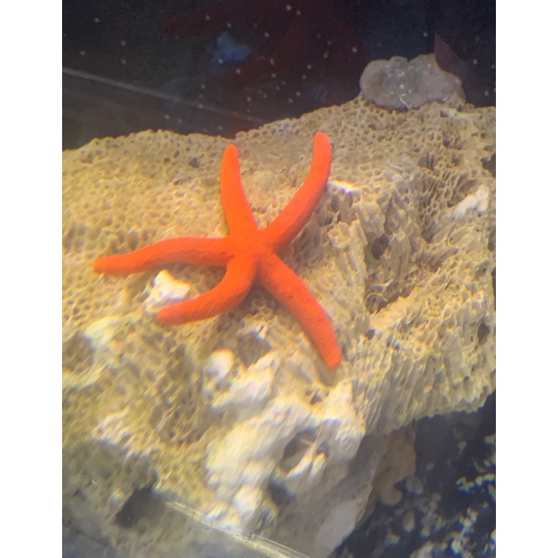 Saltwater Bright Red Starfish (Echinaster sepositus)