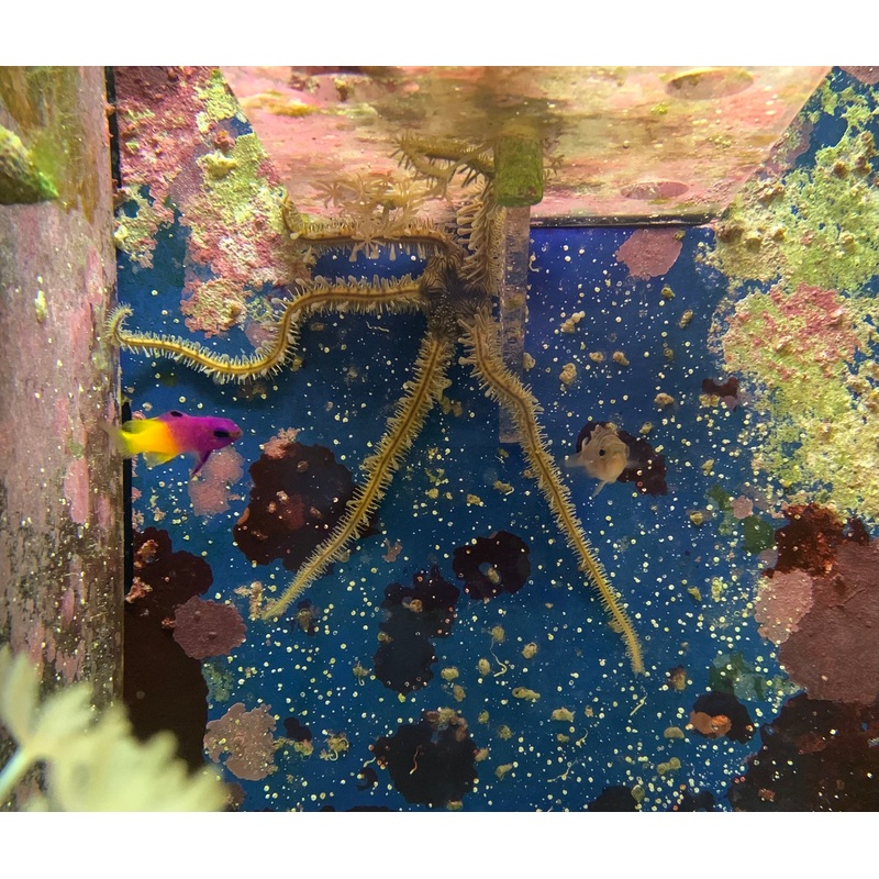 Saltwater Brittle Starfish