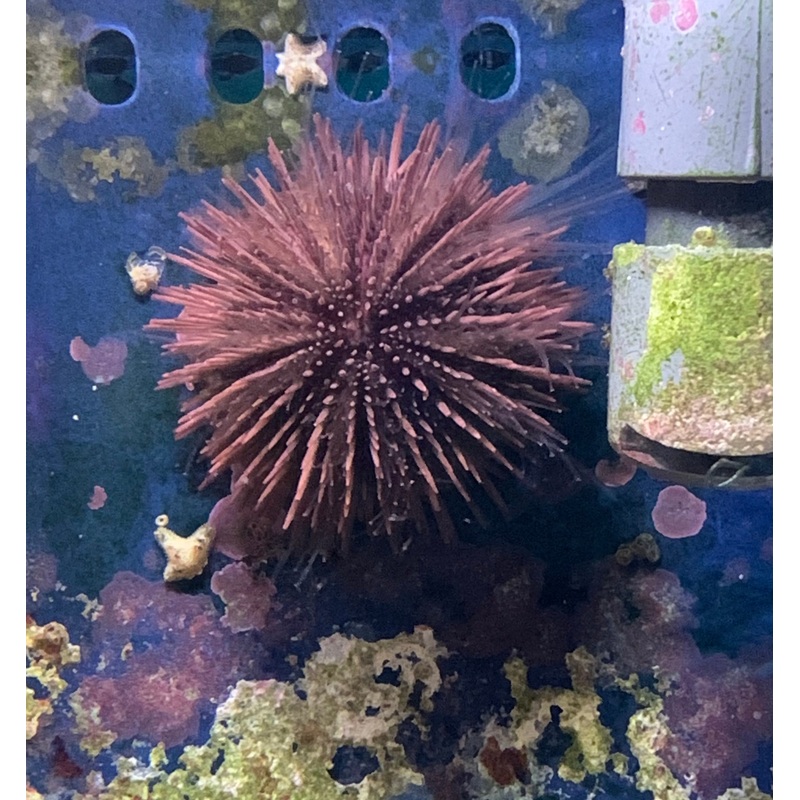 Saltwater Halloween Multi Color PinCushion Urchin (Tripneustes gratilla)