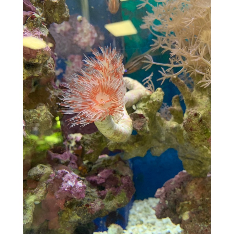 Saltwater Hard Tube Coco Worm (Protula bispiralis)