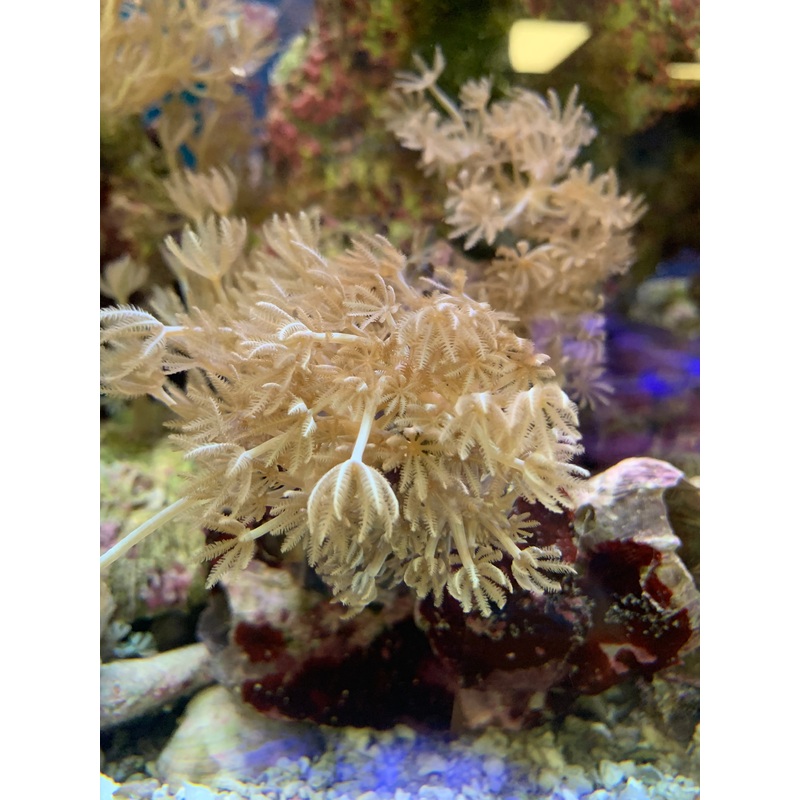 Saltwater Pulsating Xenia coral  (Xenia elongata)...15+ Polyps