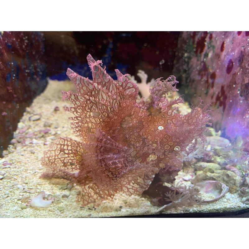 Saltwater Rhino Scorpionfish - (Rhinopias frondosa) - Rhinopias - Purple Tassled Rhino Scorpionfish