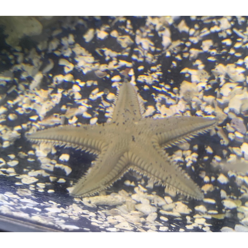 Saltwater Sand-Sifting Starfish (Astropecten polycanthus)