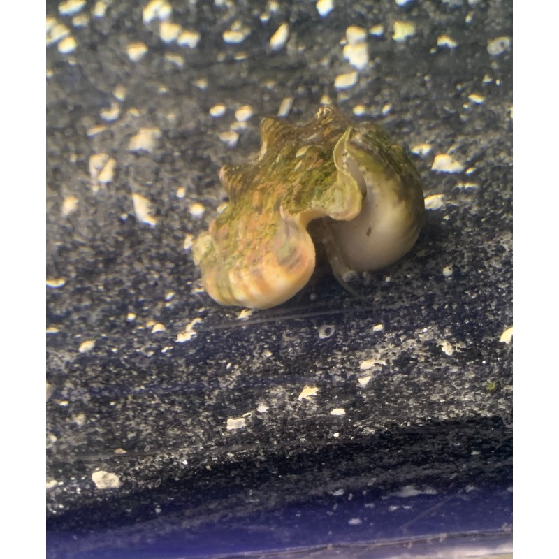 Saltwater Toothed Conch (Strombus dentatus)