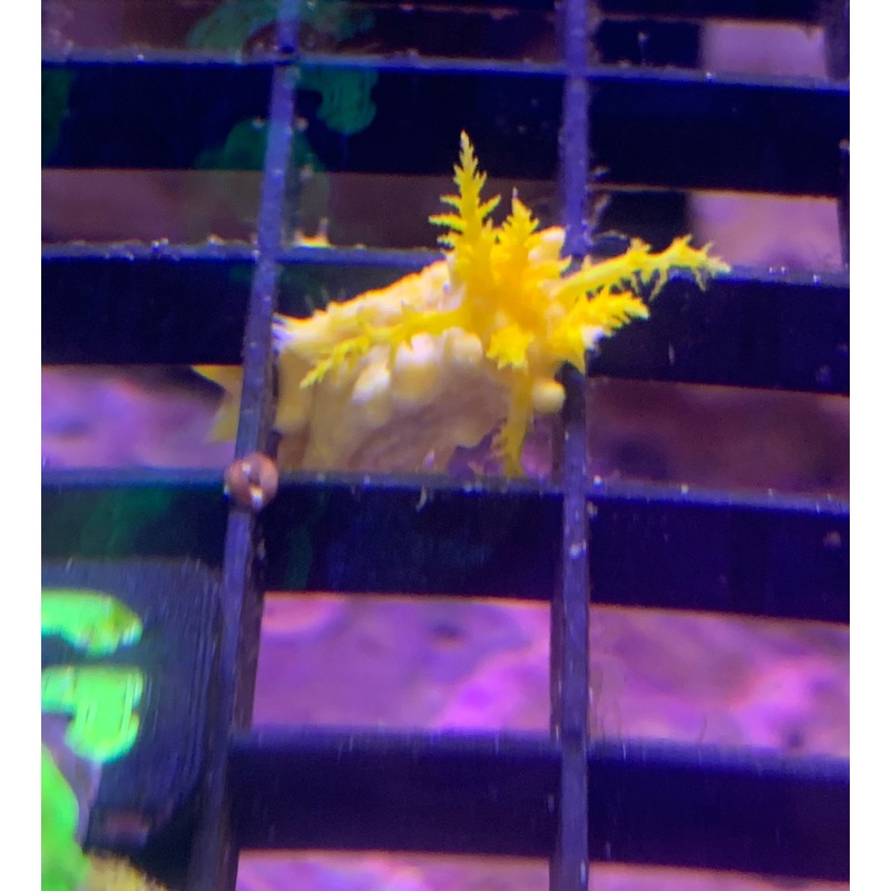 Saltwater Yellow Filter Cucumber (Colochirus robustus)..