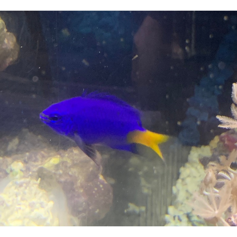 Saltwater Yellowtail Damselfish (Chrysiptera parasema)..