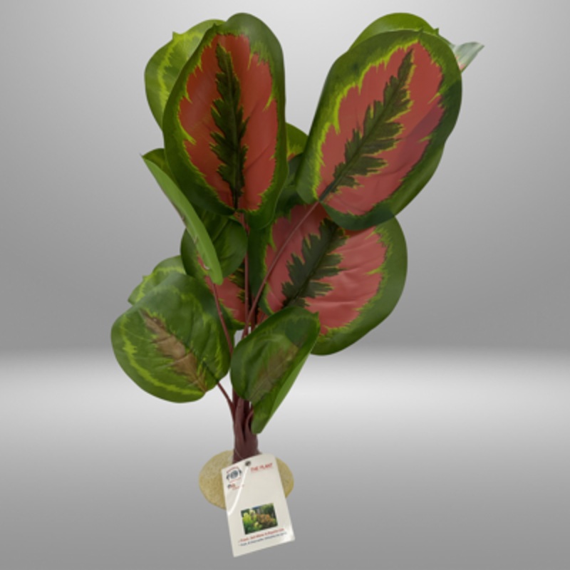Aquaglobe Red Calathea 24"