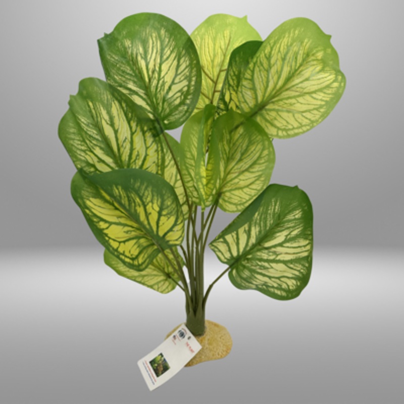 Aquaglobe White Calathea 24"