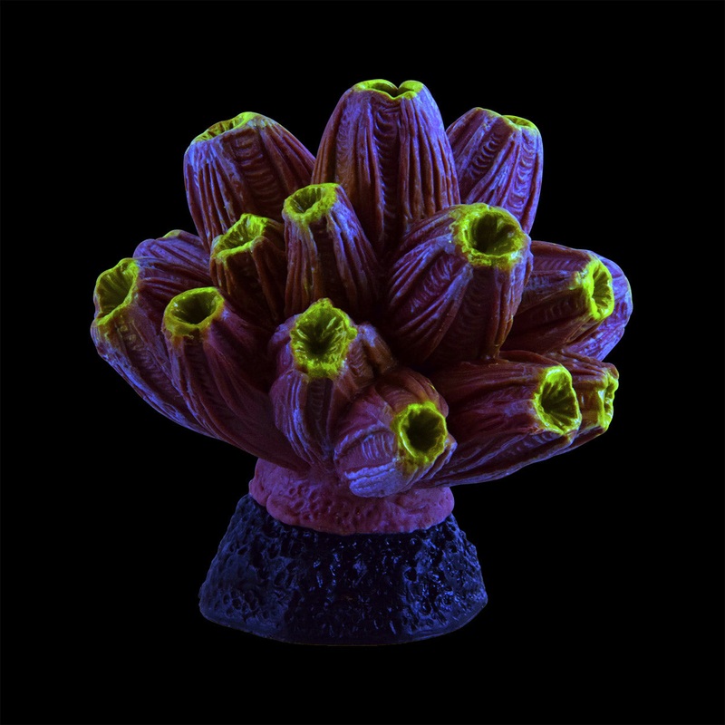 UT Barnacle - Purple/Yellow