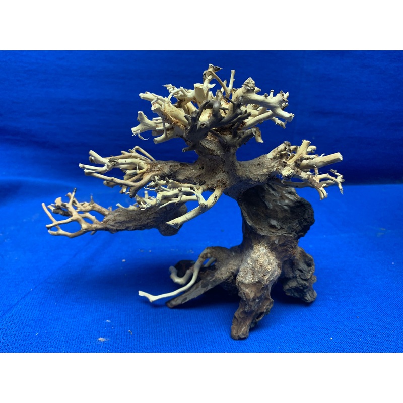 Bonsai Wood - XX-Small  Left or Right 8.25" x 3.5" x 5.25"