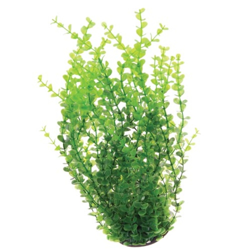 Green Moneywort - 16" - Plant