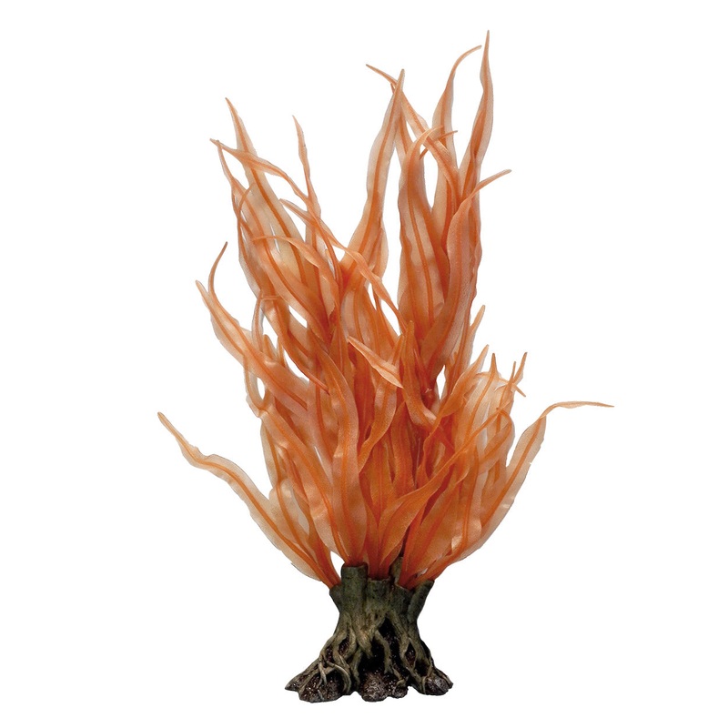 Pacific Coast Orange Kelp - 18"