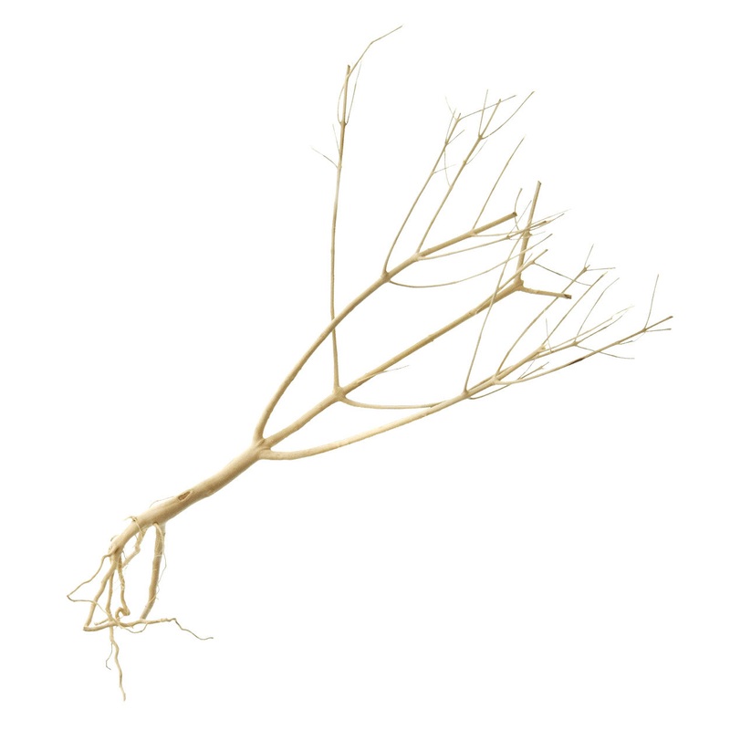 Photinia Wood - Medium - Aquascaping Decor
