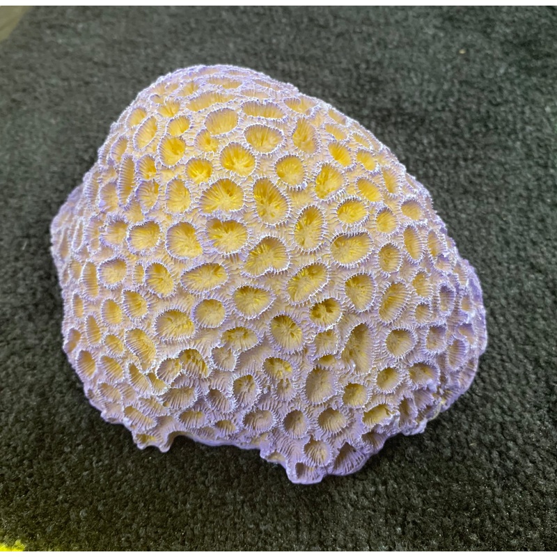 Purple Brain Coral  - Small -  Aquarium Ornament