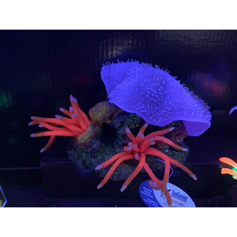 Seagarden Glow Purple / Red Anemone Reefscape